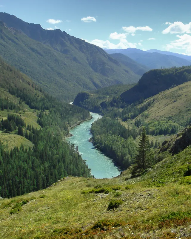La rivière Katoun, turquoise, serpente entre les montagnes boisées de l'Altaï